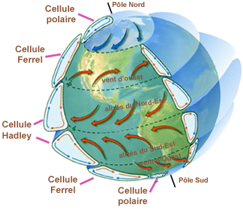 Circulation Terre cellule
