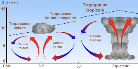 Circulation cellules